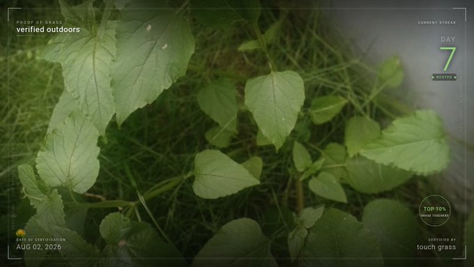 A close-up, top-down view of green grass and broad leaves is displayed within a digital certification overlay, marked "DAY 7" with a "verified outdoors" stamp in the upper left, an "AUG 02, 2026" date in the lower left, and the "TOUCH GRASS" branding by TouchGrass in the lower right. The image directly visualizes the post's documentation of day 7 in the user's outdoor proof streak, serving as the visual verification for the "Proof of Grass" app challenge.