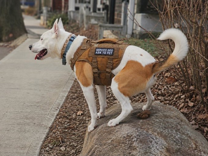 A brown and white dog wearing a tactical service vest labeled 'SERVICE DOG ASK TO PET' standing on a rock on a sidewalk.