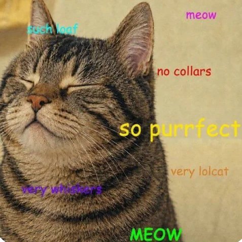 A smiling tabby cat with closed eyes appears with playful text overlays including "sush loaf," "meow," "no collars," "so purrfect," "very lolcat," "very whiskers," and "MEOW." The post uses the meme's "delusional" cat imagery to mock $CATE holders as "delusional raging bulls" who are buying into a project they consider organic despite its 38,000 Fomo app holders.