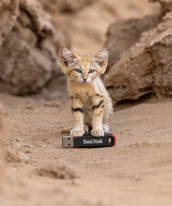 A small sand-colored wild cat kitten sits on sandy ground in front of rocks, with its paws resting on a SanDisk USB flash drive.