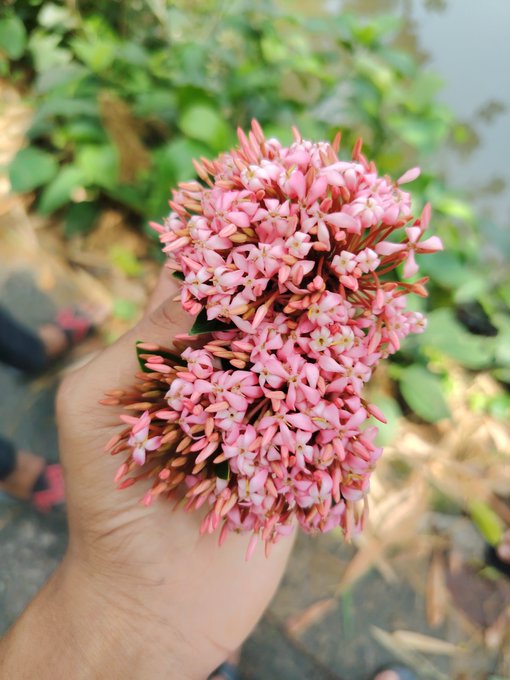 A hand holding a cluster of pink ixora flowers with reddish buds, photographed against a blurred green garden background.