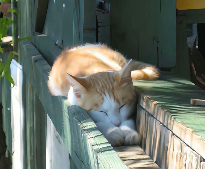An orange and white cat sleeps peacefully, curled up on a weathered green wooden surface in the sunlight.