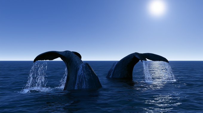 Two humpback whales breach the surface of the ocean with their tail flukes raised high, water cascading off them under a bright sun in a clear blue sky.