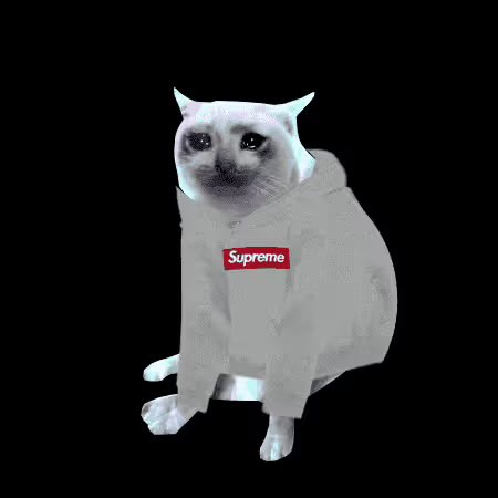 A 3D-rendered cat wearing a white Supreme hoodie is isolated against a black background.