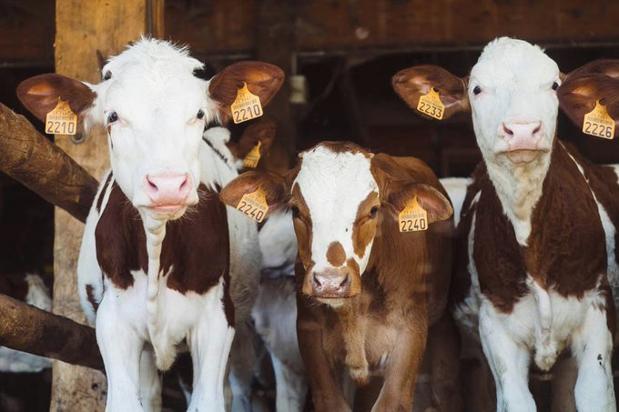Three brown and white calves with yellow ear tags numbered 2210, 2240, 2233, and 2226 stand in a barn stall looking at the camera.