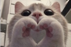 A close-up photo of a cat with its paws held together to form a heart shape, conveying affection and good vibes to complement the post's promotional message about a market-trading dashboard.