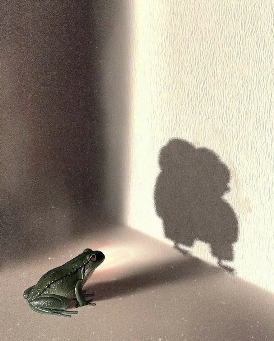 A small green frog sitting in a corner, casting a shadow on the wall that resembles a teddy bear, creating an optical illusion.