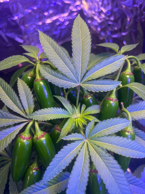 A thriving indoor cannabis plant grows vigorously under purple grow lights, with plump green buds developing rapidly among its characteristic serrated leaves—capturing the quick growth the grower is excitedly commenting on.