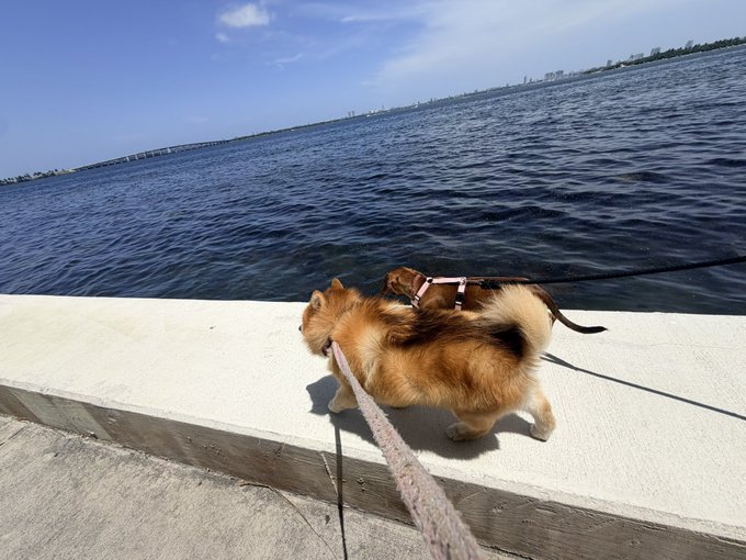 A fluffy brown and white dog wearing a pink harness and leash stands on a white ledge next to a large body of water under a blue sky.