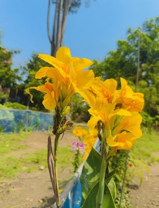 The image features a beautiful yellow flower with orange centers, surrounded by green leaves. It appears that the photo was taken outdoors during the day under bright sunlight. The flower's vibrant colors contrast nicely against the clear blue sky visible in the background. The image also contains text elements such as "gm good morning what' s the plan for today? @useTria LB live my Rank #158 @wallchain @TheARCTERMINAL". This suggests that someone has posted a message on social media, possibly to share their thoughts or experiences with others.
 
The flower's position in front of the blue fence and the clear sky creates an interesting visual effect, making it stand out even more. The image captures the beauty of nature and the joys of sharing moments with friends online.