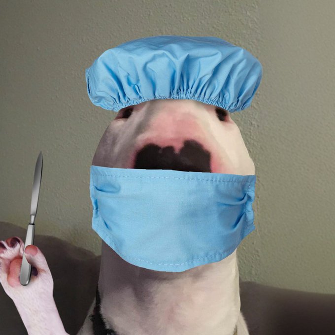 A humorous edited image of a ferret wearing a blue surgical cap and face mask while holding a butter knife, with what appears to be fake blood on its paw.