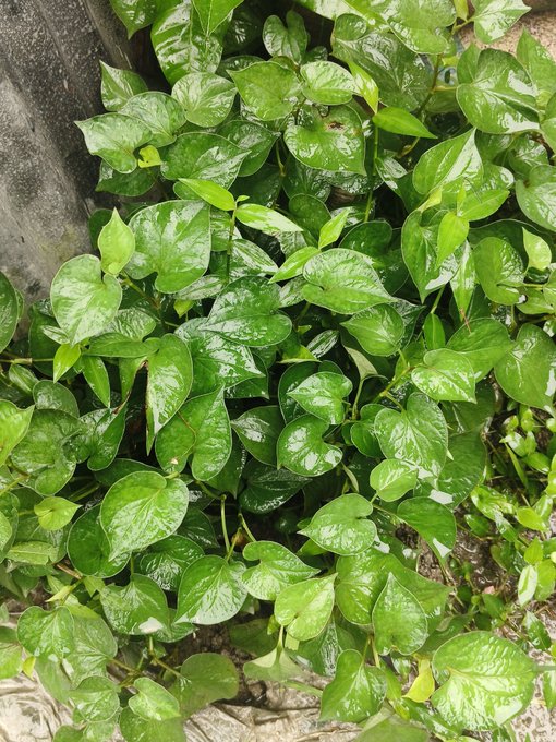 Glossy green heart-shaped leaves of a climbing vine plant cover a wall, glistening as if freshly watered.