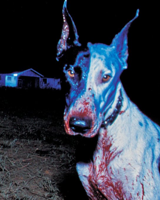 A blood-splattered dog is pictured at night with a building in the background, fitting the eerie tone of "Night→OBJKT→5Ed.↓".