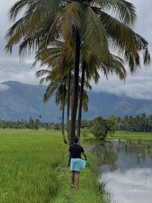 A person stands barefoot under a coconut palm tree beside a flooded rice paddy, with mist-covered mountains in the background.