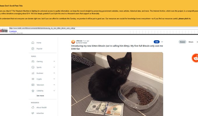 A user named Bitty shares a photo of their kitten "Bitty" next to a $100 bill and a bowl of food, captioning that their kitten, bought for $100 of Bitcoin eight years ago, is now a full Bitcoin "runner."