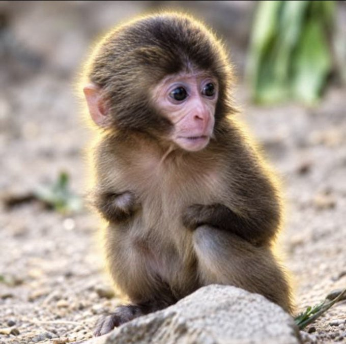 A close-up photograph of a young Japanese macaque (snow monkey) baby sitting on rocky ground, looking off to the side with large dark eyes.