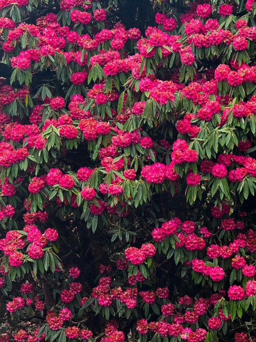 The image features a large bush with bright pink flowers that are fully bloomed. The bush has numerous leaves surrounding the flowers, creating an abundance of color and life. The background appears to be a grayish-brown color, providing a contrast to the vibrant pink flowers in the foreground. The image is related to the post because it showcases the beauty of nature with its colorful flowers, which can be compared to the concept of "Good Morning Everyone Happy Weekend!".