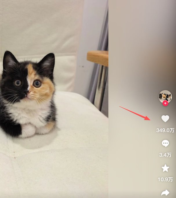 A calico kitten named Tuantuan with black, orange, and white markings sits on a beige surface, while the Douyin interface on the right shows 349万 (3.49 million) likes, 3.4万 (34,000) comments, and 10.9万 (109,000) favorites, illustrating the viral popularity mentioned in the post.