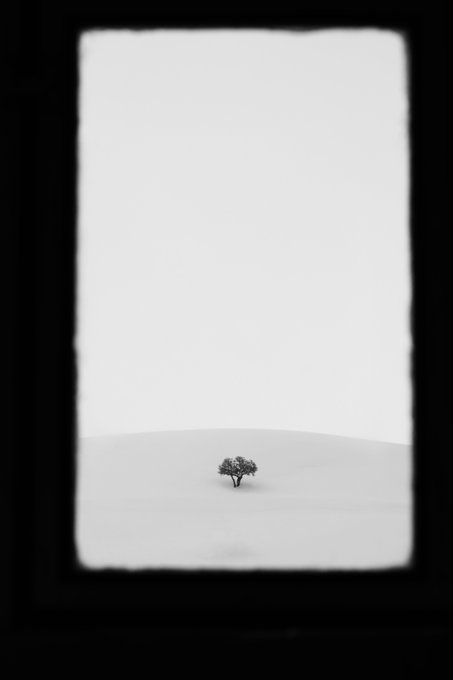 A lone tree stands on a vast, pale dune, framed by a stark black rectangular border that resembles a window opening onto a minimalist landscape, echoing the post's title "A Window to a Solitary Tree." This monochromatic, high-contrast composition evokes a sense of quiet isolation and contemplation, fitting the contemplative nature of the artwork.