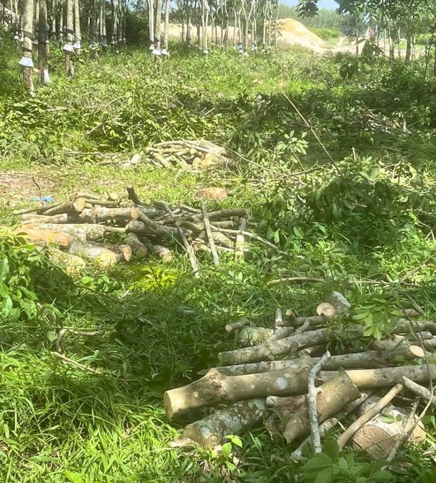 The image shows a large pile of tree branches and logs scattered across a grassy area. The scene appears to be set in a forest or wooded location, with trees surrounding the pile. There are also several people present in the background, possibly involved in the process of clearing the area for construction or other purposes.