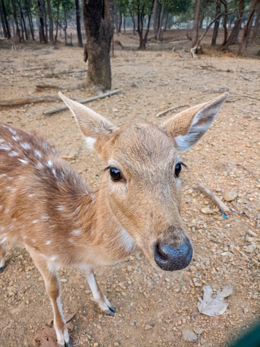 Close-up of a young spotted deer with large ears looking directly at the camera in a wooded, dirt-floored area.