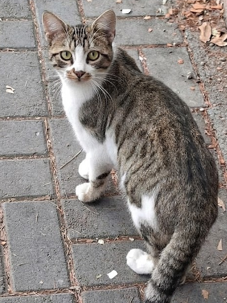 A tabby and white cat with striking green eyes sits on a brick patio, looking up toward the camera.