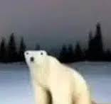 A low-resolution image shows a white polar bear sitting in a snowy landscape with dark trees visible in the background. The blurry, pixelated quality of the bear's face gives it an unintentionally funny, distorted appearance, which seems to be the humorous point the poster is making about this bundled NFT.