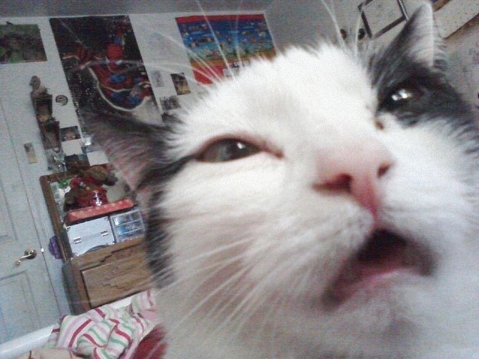 A close-up selfie of a surprised-looking fluffy white and gray cat with wide eyes and an open mouth in a cluttered bedroom.