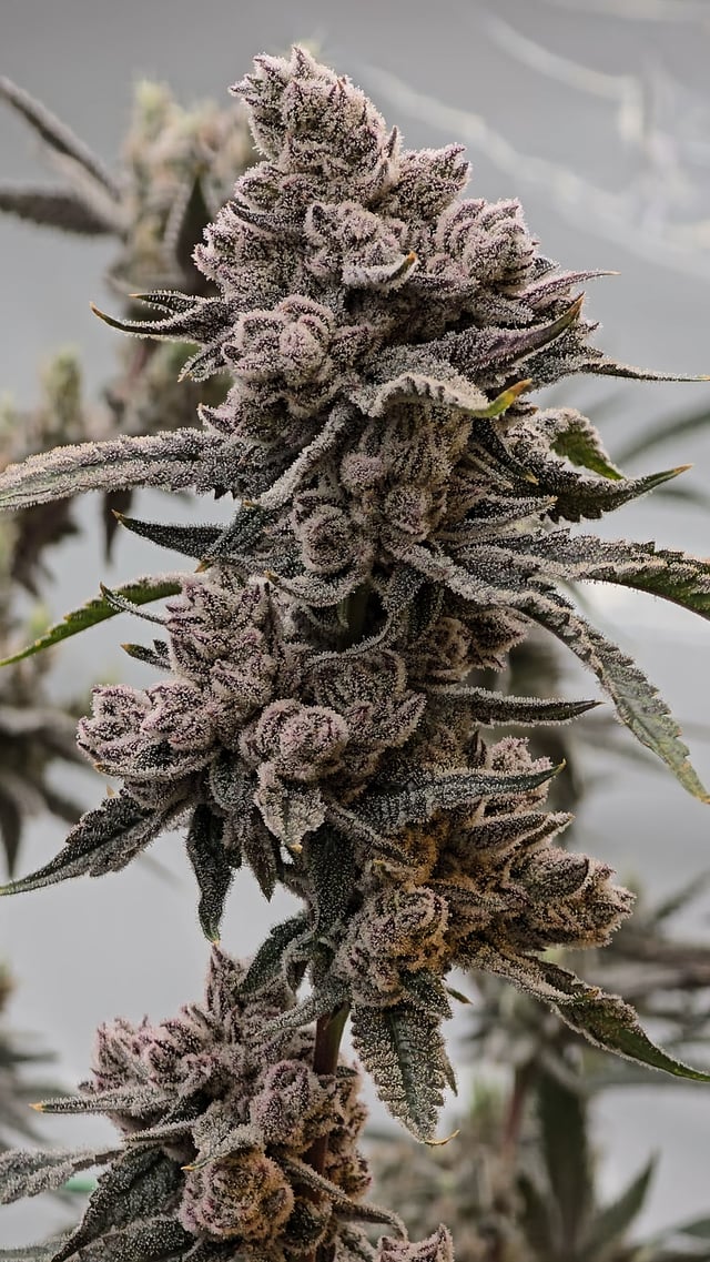 A frosty, trichome-laden cannabis bud cluster with deep purple hues and dense calyxes, displaying the heavy resin production and dark coloration characteristic of Solfire's "Eucalypto #8" strain.