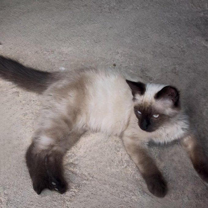 A fluffy seal-point Siamese/Birman cat lying on its back on a concrete surface, looking up at the camera with blue eyes.