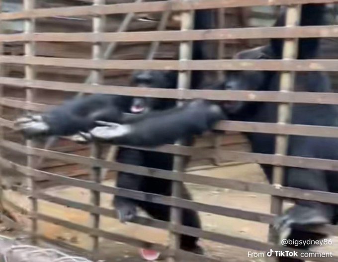 A blurry video still shows black bears behind a metal grate cage, with TikTok watermarks '@bigsydney86' and 'From TikTok comment' visible in the corner.