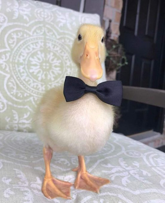 An adorable yellow duckling wearing a black bow tie stands on a patterned green and white cushion.