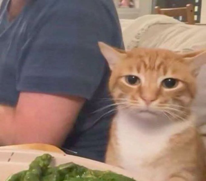 An orange and white cat with a serious expression sits next to a person wearing a dark blue t-shirt, near a plate of green vegetables.