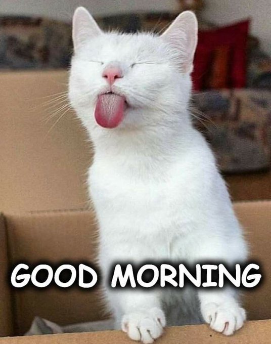 A white cat with closed eyes sticking its tongue out, sitting in a cardboard box with 'GOOD MORNING' text below.