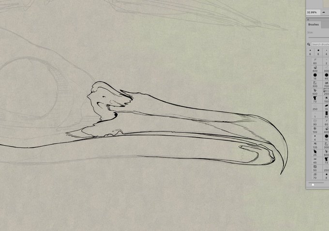 A digital drawing interface showing a sketch in progress of a dinosaur's skull or skeletal structure, with the brush tool panel visible on the right side.