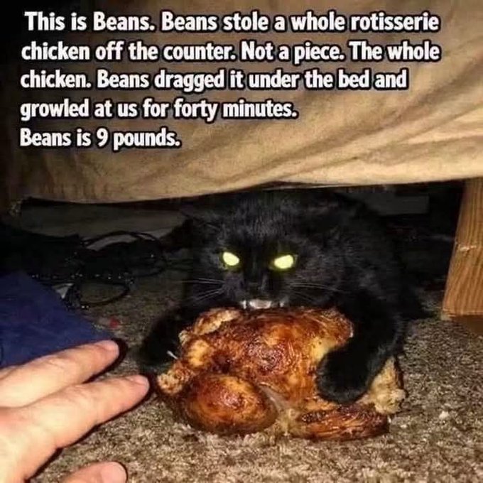 A viral meme photo of a black cat named Beans (9 pounds) under a bed growling while protectively clutching a whole rotisserie chicken, with descriptive text overlay.