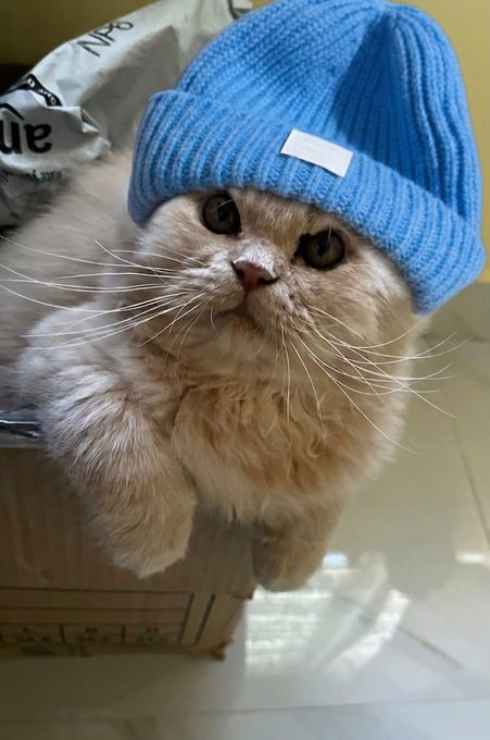 A fluffy cream-colored cat wearing an oversized blue knit beanie, sitting on a cardboard box and looking up at the camera.