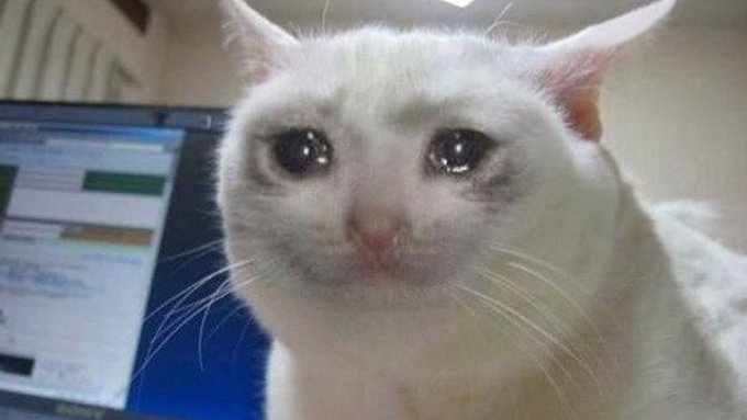 A close-up photo of a white cat with teary, glistening eyes appears to be near a laptop screen, resembling the iconic "Crying Cat" meme. The image accompanies a post about the cat named MOOMI gaining viral traction, being compared to the famous 4chan crying cat meme.