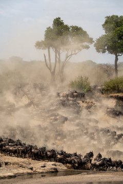 A herd of wildebeest crosses a dusty riverbank beneath scattered acacia trees, kicking up a thick cloud of dust as they move along the water's edge.