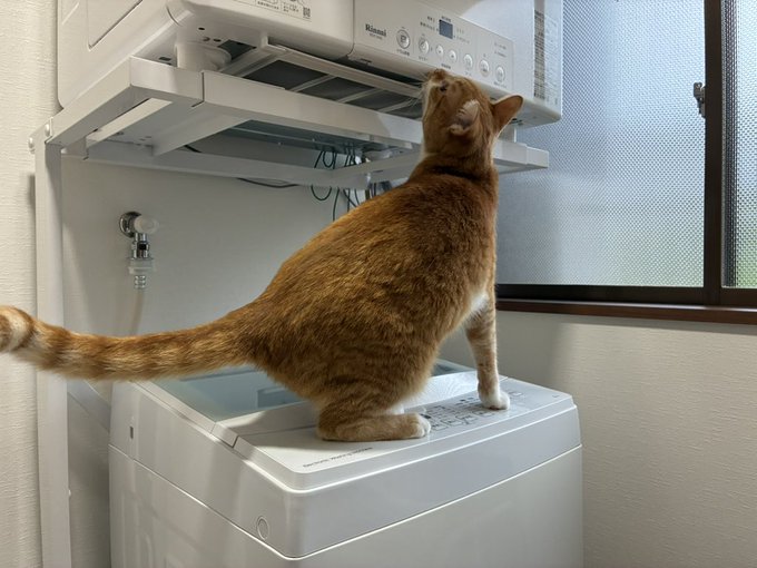 An orange tabby cat standing on top of a washing machine, reaching up to inspect the underside of a microwave mounted above it.