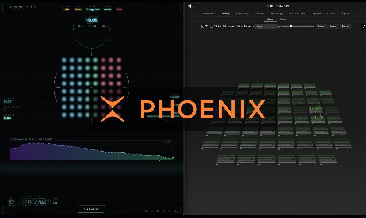 The image shows a "PHOENIX" branded interface split between a trading simulator (left) displaying SOL-PERP data at $149.59 with a color-coded neural grid and price chart, and a neural signal activity dashboard (right) labeled "CL1-2544-149" showing recordings from a 3D electrode array. The "STANDBY" status at the bottom confirms this is an example of biological neurons interfacing with perpetual futures trading via the Phoenix SDK, as described in the post.