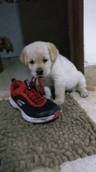 A small white and tan puppy sits on a textured beige rug, biting the laces of a large red and black athletic shoe.
