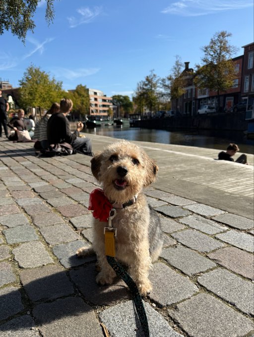 A small scruffy terrier-mix dog wearing a red bandana and a yellow tag sits on a leash on a cobblestone quay beside a canal, with people relaxing and European-style buildings visible in the background.