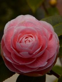 A delicate pink camellia bloom in full flower, its layered petals unfurling in soft rose hues, capturing the intricate beauty of nature. This final piece completes a floral triptych, with specimen #3 offered as a limited 3/3 edition on objkt.com.