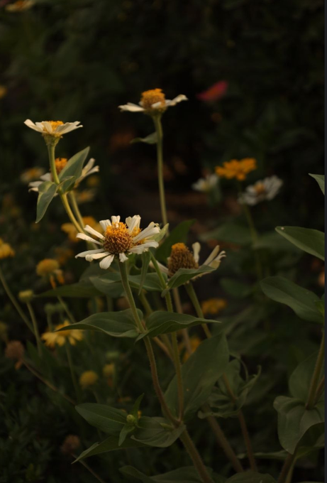 White and yellow daisy-like flowers bloom among green foliage in a garden.