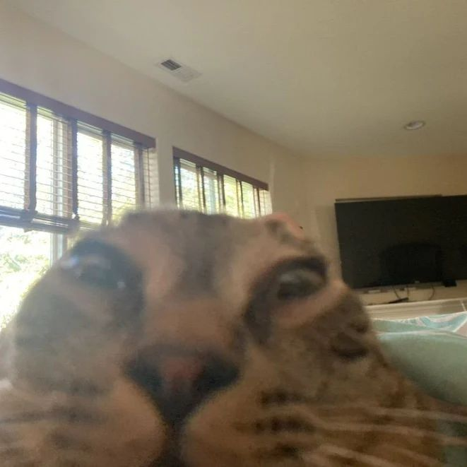 A close-up, low-angle photograph of a Siamese or similar mixed-breed cat lying upside down on its back, looking at the camera in a living room.