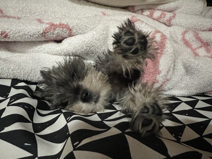 A small fluffy gray and white puppy lying on its back on a black and white geometric patterned surface with a pink towel, showing its paws.