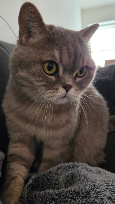 A gray tabby cat with yellow eyes sits on a couch, looking intently at the camera.
