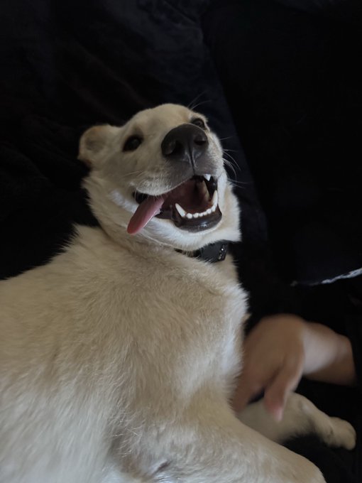 A white dog, likely a Shiba Inu or similar breed, lying on its back with its mouth open and tongue out in a relaxed, happy expression, while a human hand gently holds its paw.
