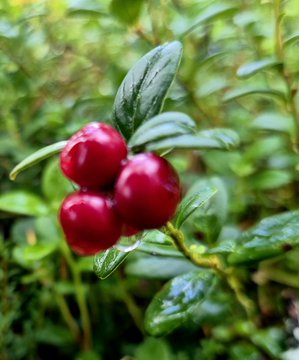 A close-up photograph of a cluster of glossy red lingonberries attached to a green leafy plant.